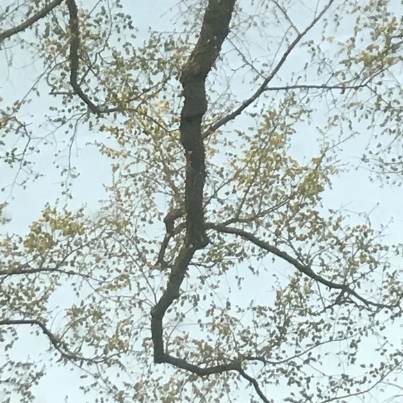 Meet your Posher, Tea - Picture 2 of 4